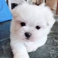 源憶犬舍 的會員頭像